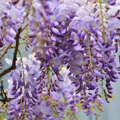 柴咲 藤子（シバサキ フジコ）先生