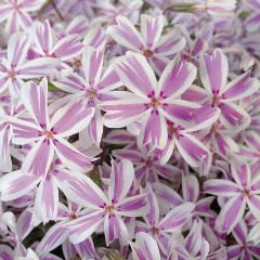 御子柴　香乃（ミコシバカノ）先生