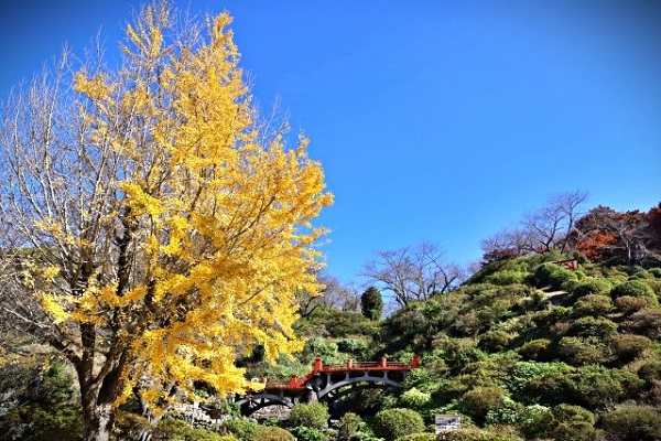 花珠（カジュ）先生