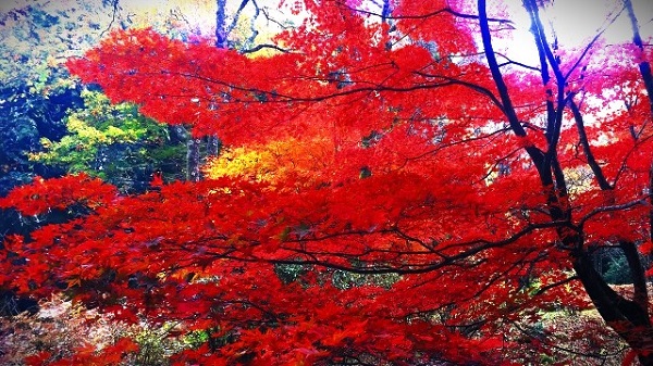 陵嗣（リョウジ）先生