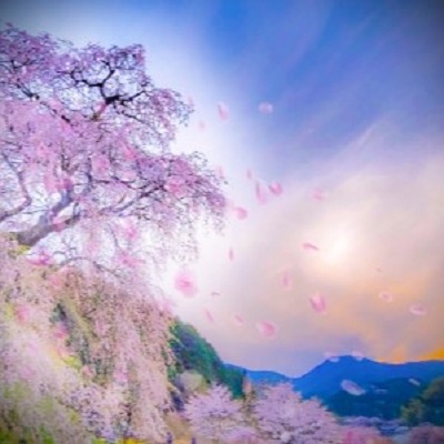 千都瀬（チトセ）先生