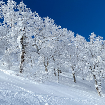 羽月(ウヅキ)先生