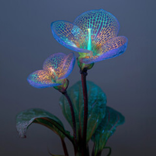 千凪（チナギ）先生