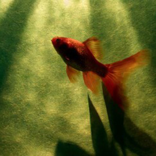 葉月(ハヅキ)先生