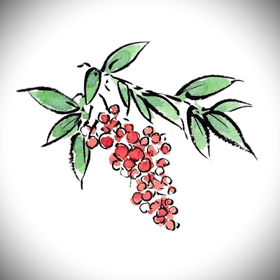 紫響(シキョウ)先生