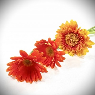 清代(キヨ)先生