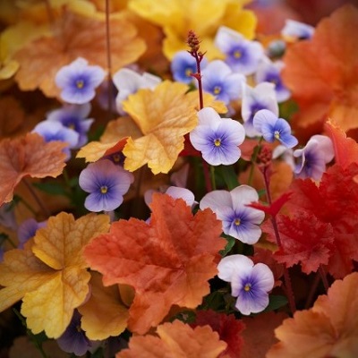 華代(ハナシロ)先生