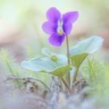 Viola(ヴィオラ)先生