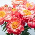 天玲(アマレイ)先生